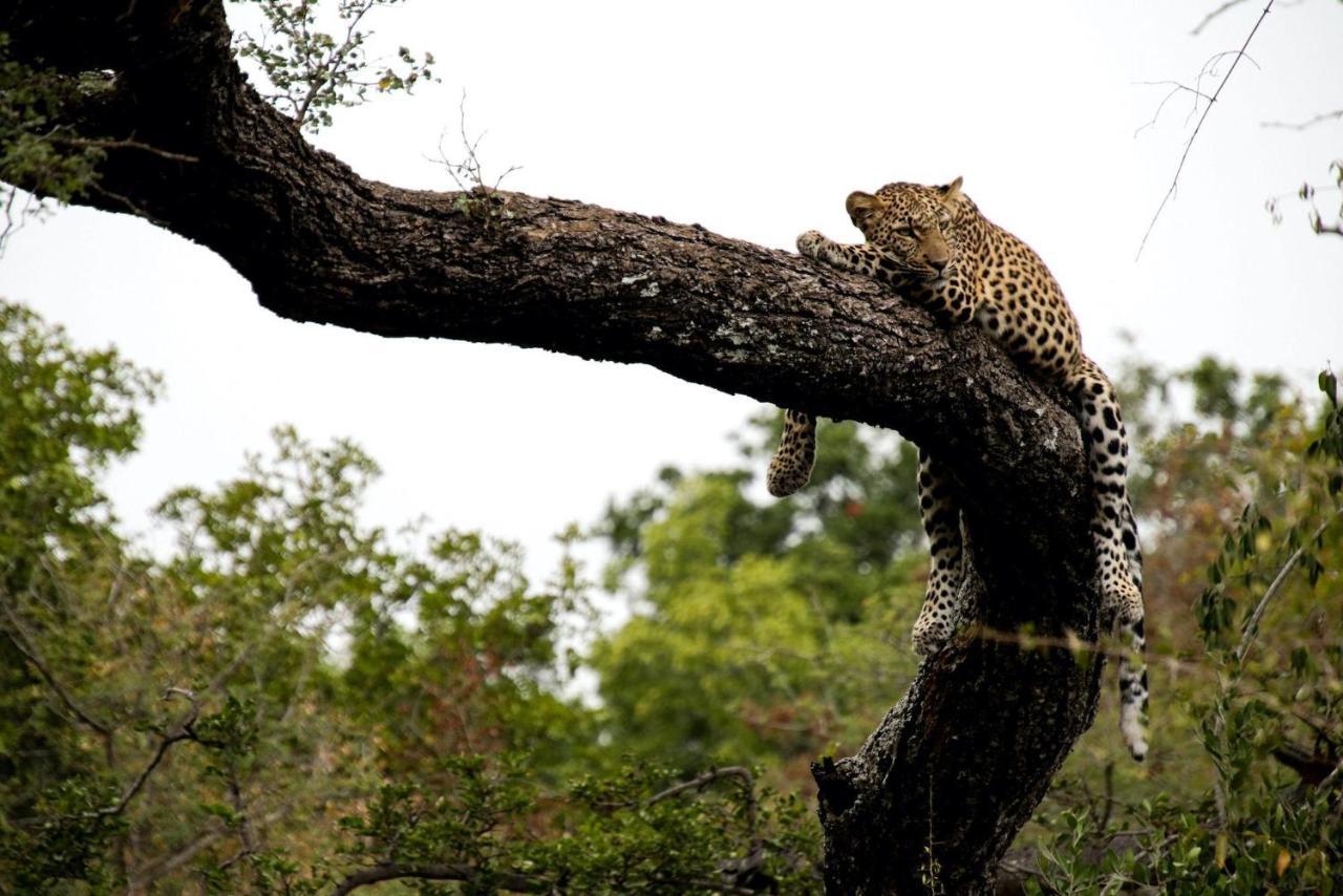 Вілла Kapama Karula Kapama Game Reserve Екстер'єр фото
