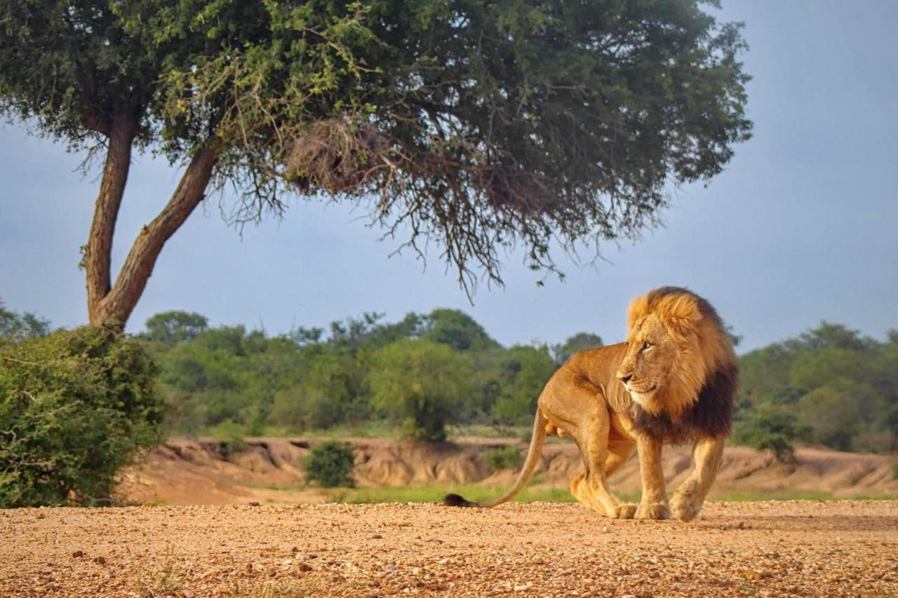 Вілла Kapama Karula Kapama Game Reserve Екстер'єр фото